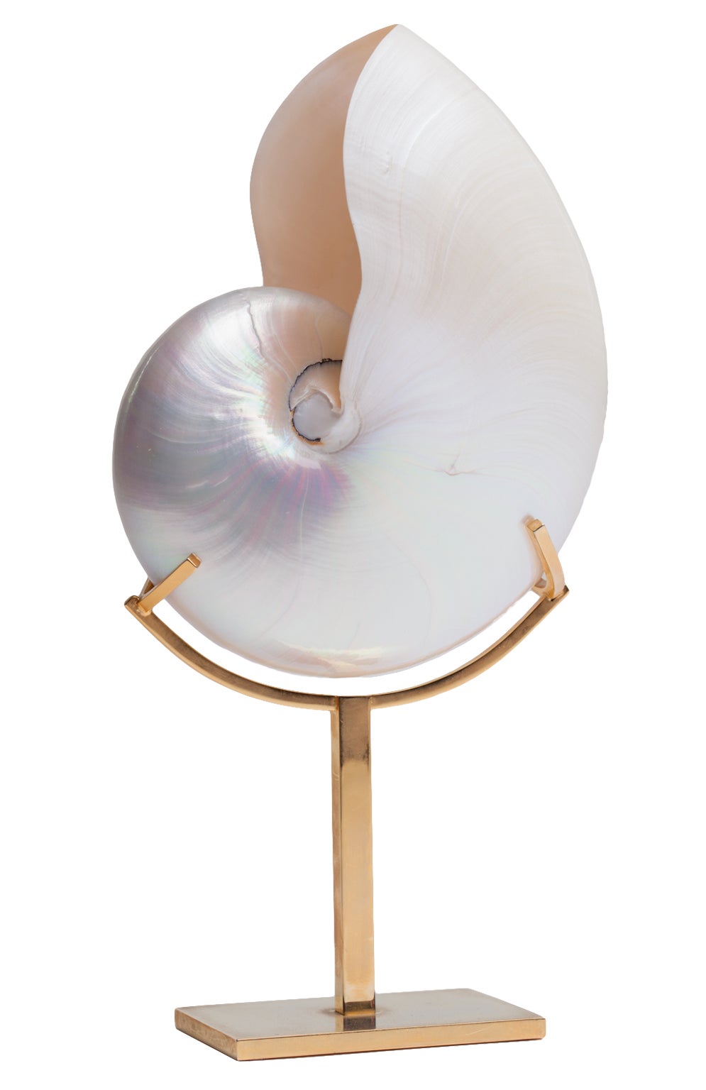 Large Nautilus Shell On Brass Stand