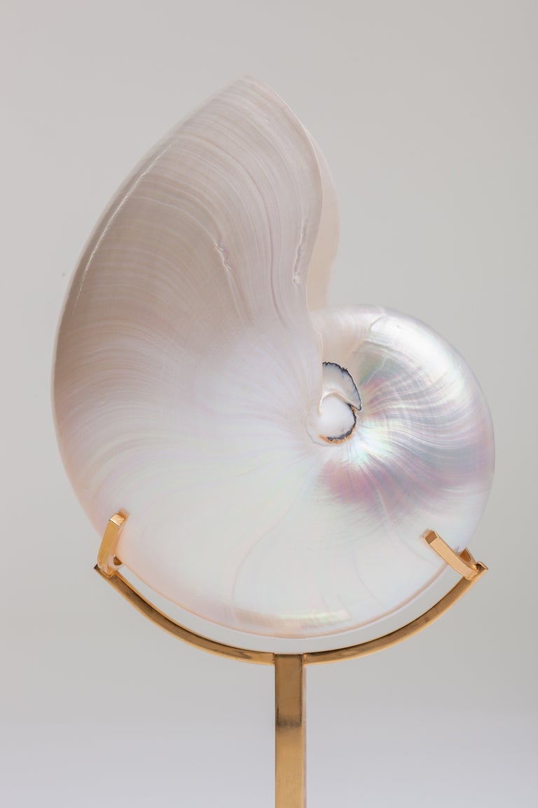 nautilus shell display stand