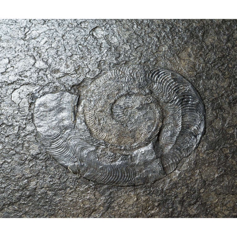 Metal 1970s Fossil Embossed Table on Chromed Steel Base For Sale