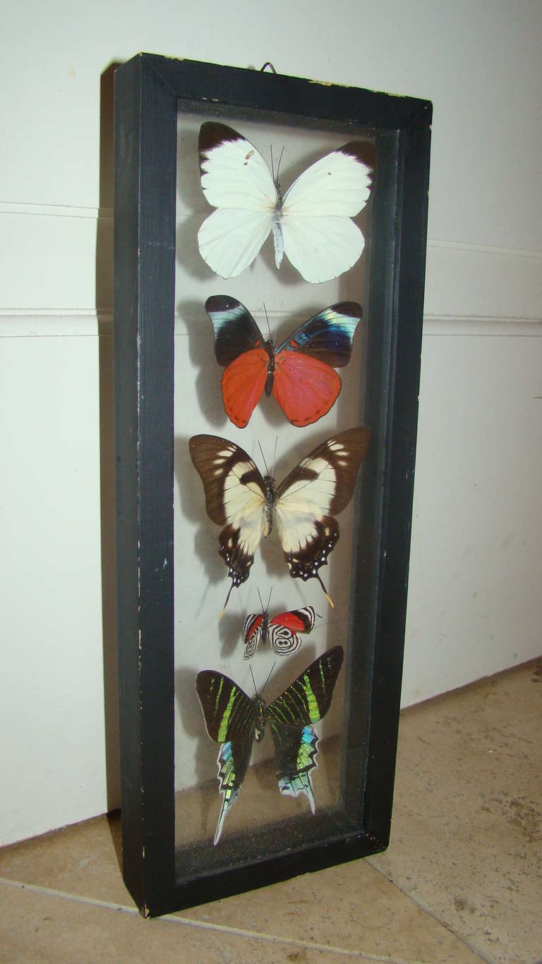Terrific hanging wall art sculpture of real butterfly specimen under glass.
