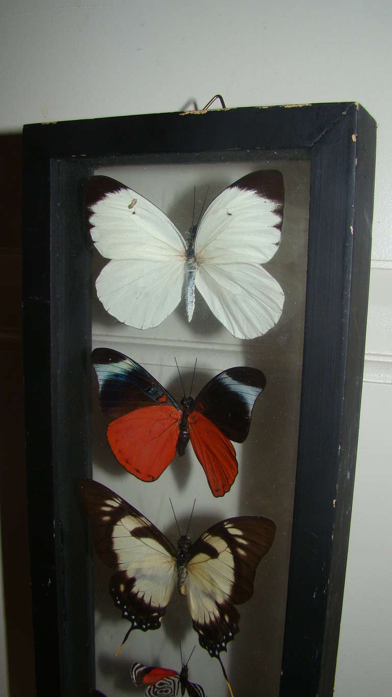 Unknown Real Butterfly Specimen Hanging Wall Art Sculpture For Sale