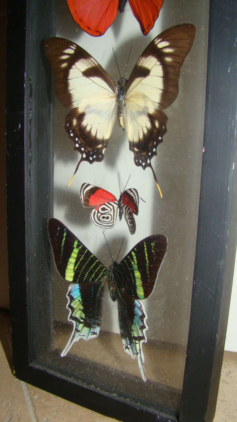 Real Butterfly Specimen Hanging Wall Art Sculpture In Excellent Condition For Sale In Atlanta, GA