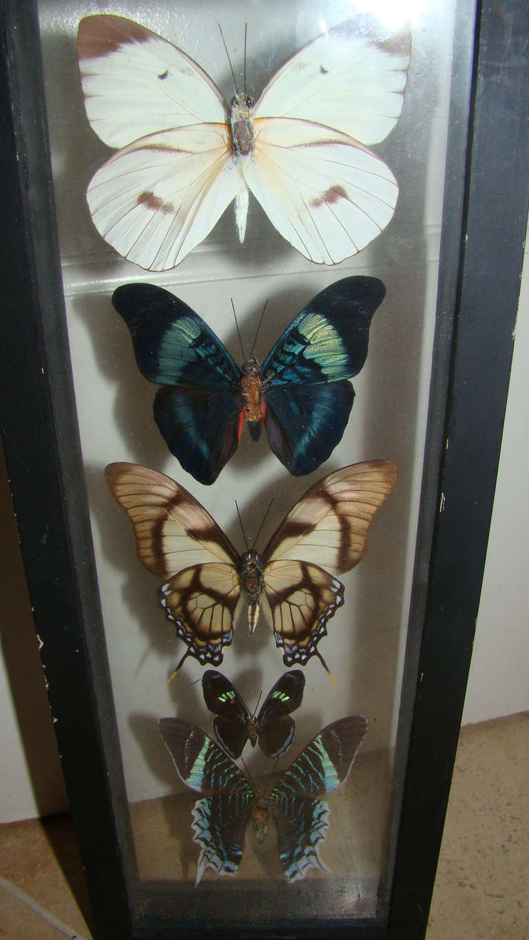 Late 20th Century Real Butterfly Specimen Hanging Wall Art Sculpture For Sale