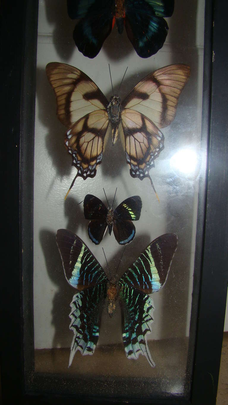 Glass Real Butterfly Specimen Hanging Wall Art Sculpture For Sale