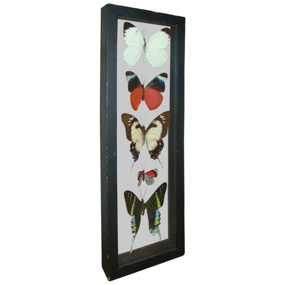 Real Butterfly Specimen Hanging Wall Art Sculpture For Sale