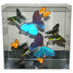 Vintage Butterflies Specimen Lucite Sculpture Wall Hanging Box