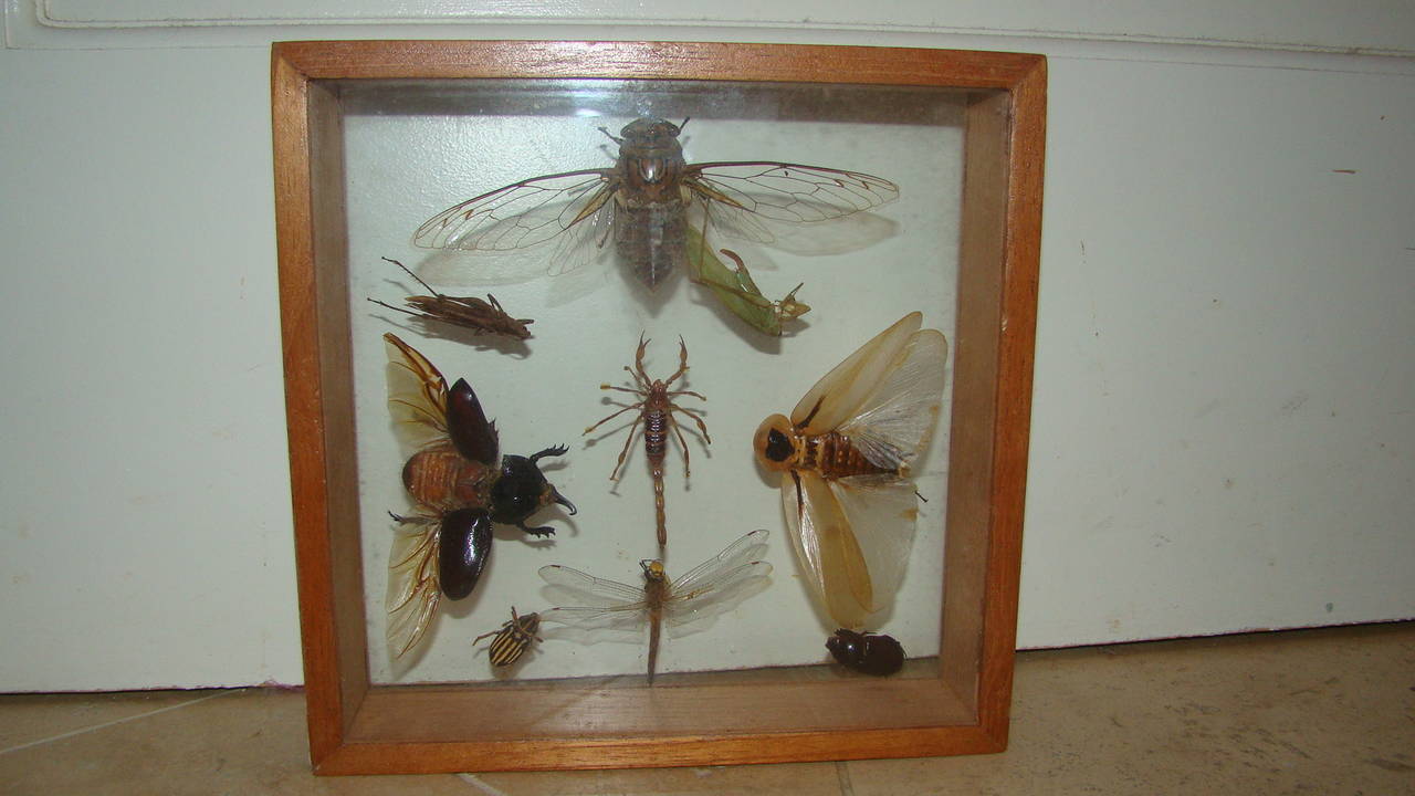 Unique vintage group of insect specimens mounted in a wood and glass wall hanging box. Appears to be a scorpion, grasshopper, dragonfly and some large beetle. Truly a unique piece for specimen collector.