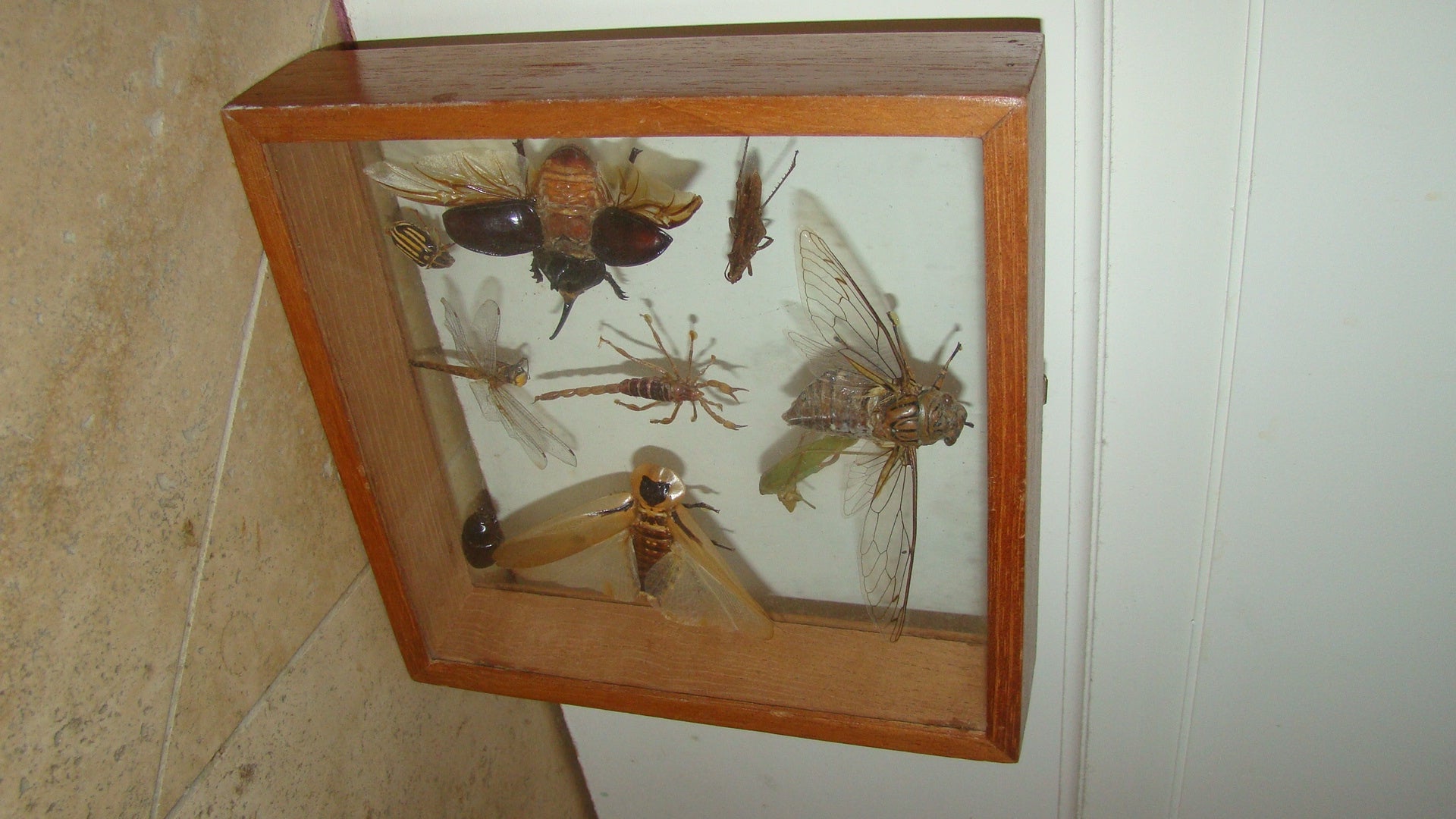 Insects Specimen Wall Hanging Sculpture Box In Excellent Condition In Atlanta, GA