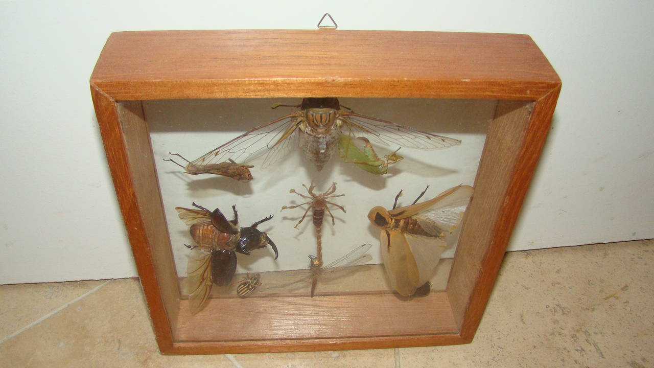 Wood Insects Specimen Wall Hanging Sculpture Box