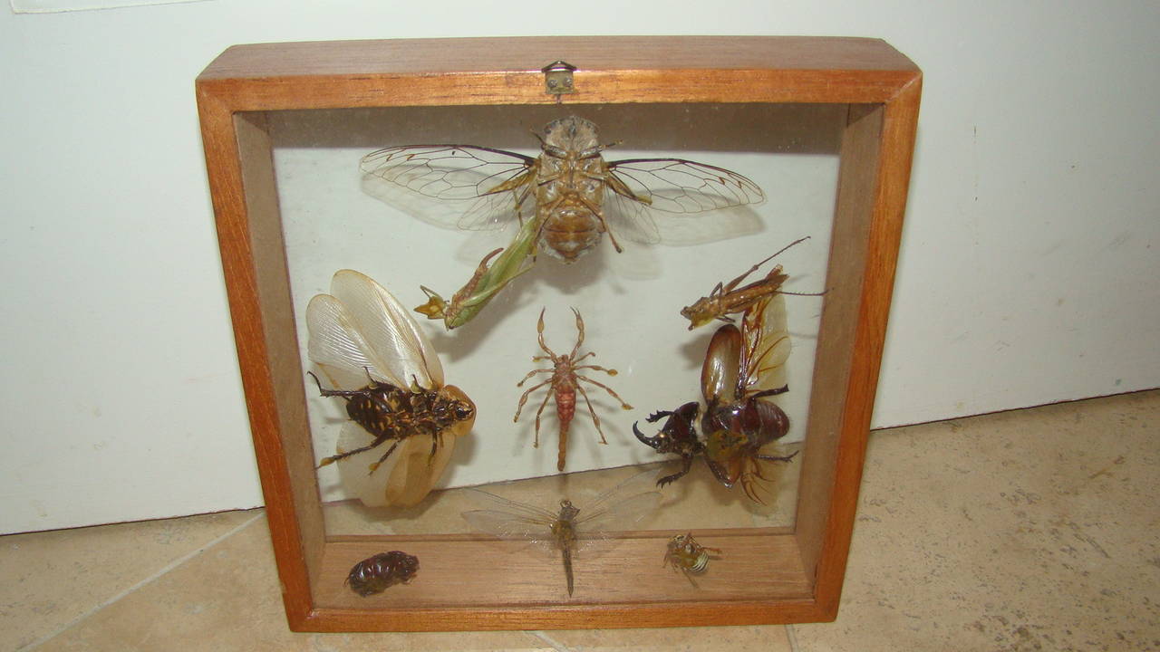 Insects Specimen Wall Hanging Sculpture Box 1