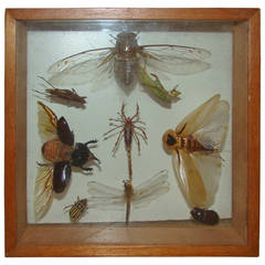 Insects Specimen Wall Hanging Sculpture Box