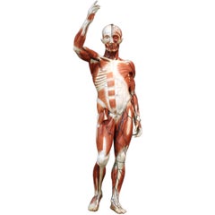 French Anatomical Model