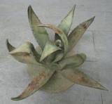 Large Brutalist Iron Cactus Sculpture For Sale at 1stdibs