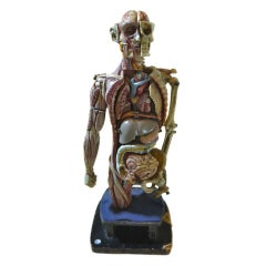Miniature Human Body Model Anatomy Practice