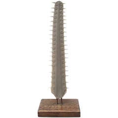 Large Sawfish Bill On Wooden Mount Sculpture