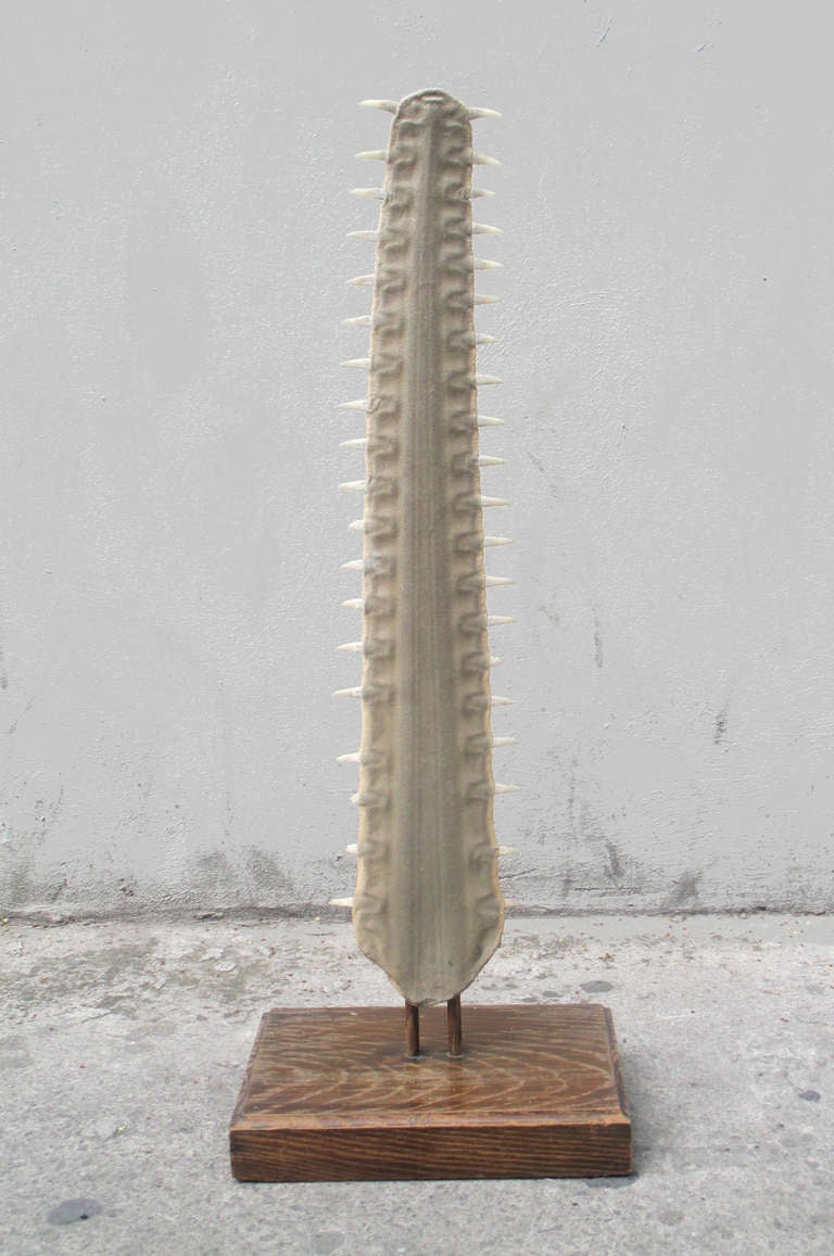 Large sawfish bill on wooden mount sculpture

Size of sawfish 29