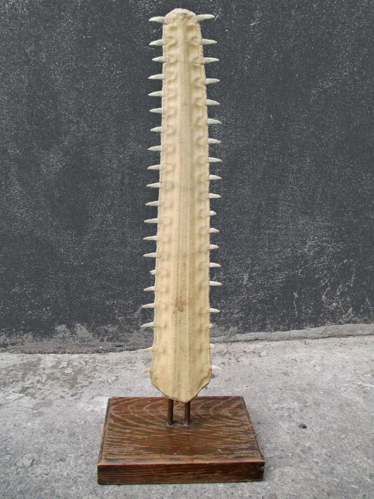 Large Sawfish Bill On Wooden Mount Sculpture 2