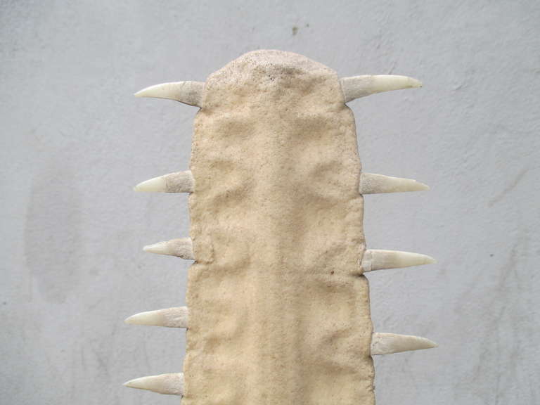 Large Sawfish Bill On Wooden Mount Sculpture 1