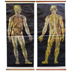 Pair of Human Body Life Sized Anatomy Chart/Print
