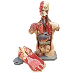 Vintage Anatomic Human Model Detachable