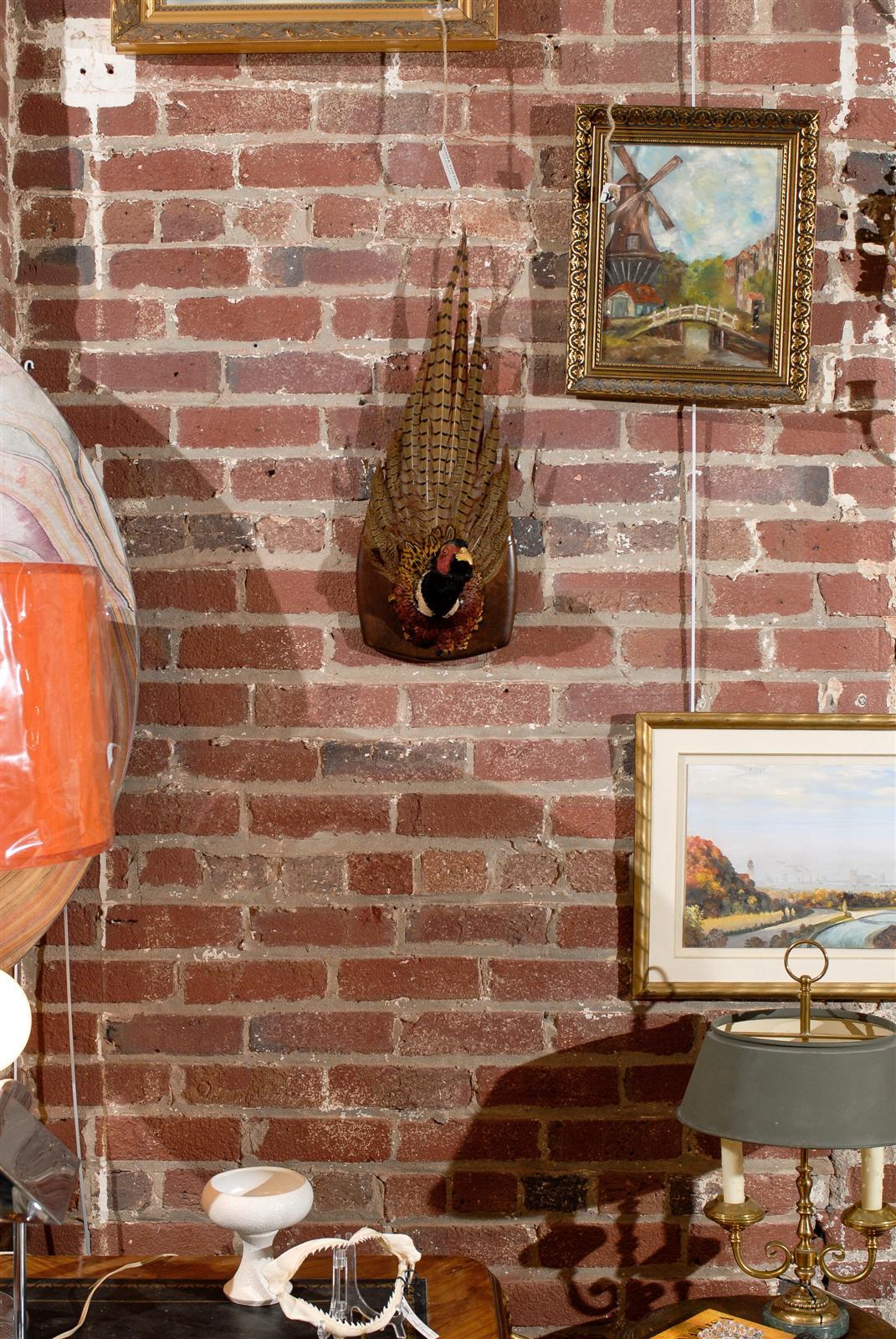 Plaque Mounted Taxidermy Pheasant