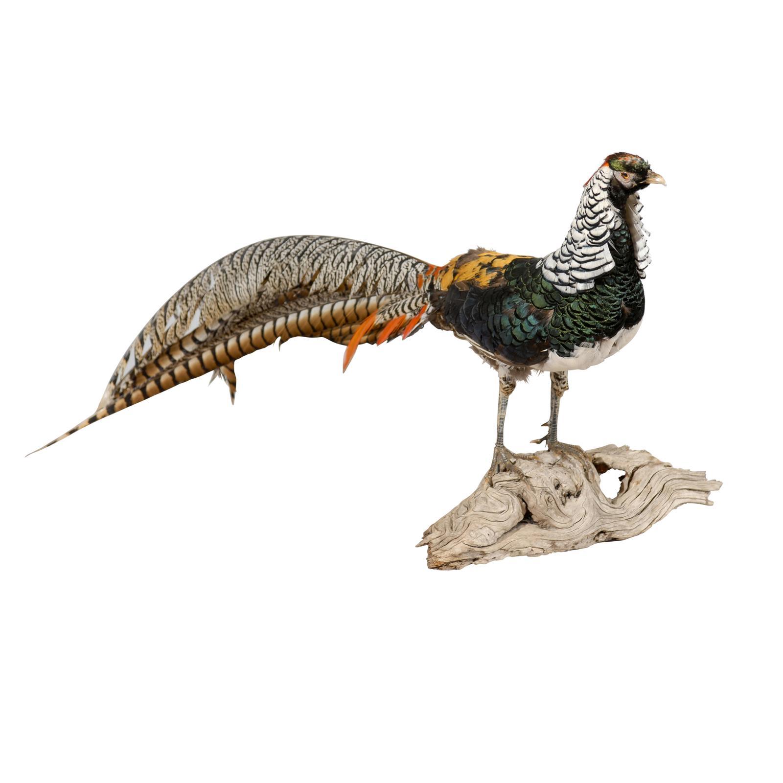 Lady Amherst Pheasant on Driftwood