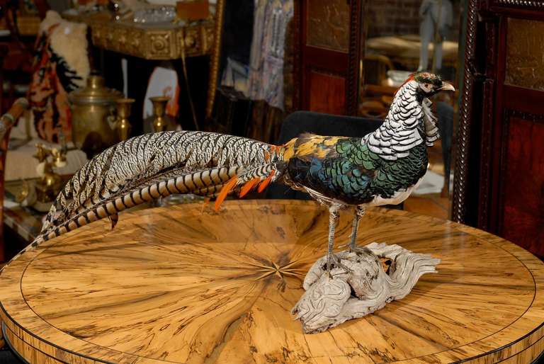 20th Century Lady Amherst pheasant taxidermy mount on driftwood.