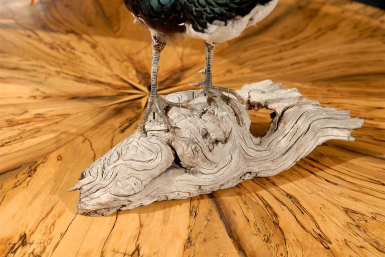 Feathers Lady Amherst Pheasant on Driftwood