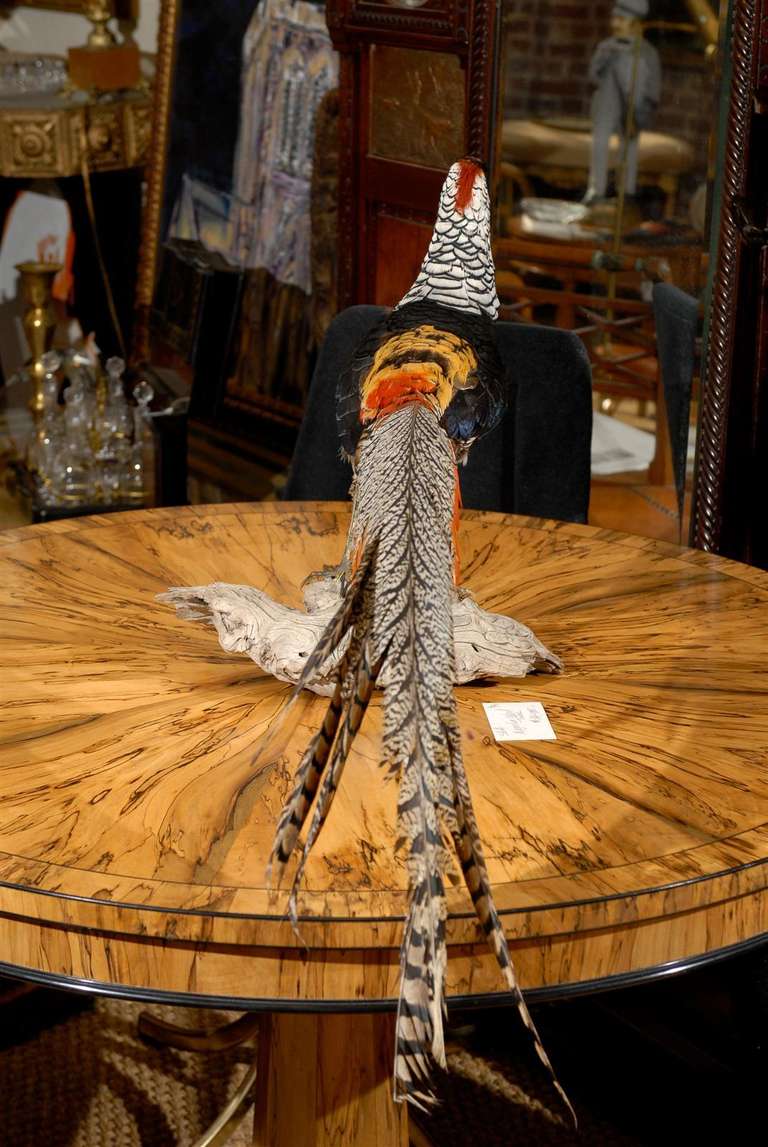 Lady Amherst Pheasant on Driftwood In Excellent Condition In Atlanta, GA
