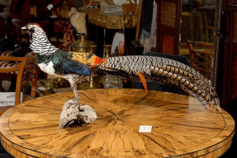 Country Lady Amherst Pheasant on Driftwood