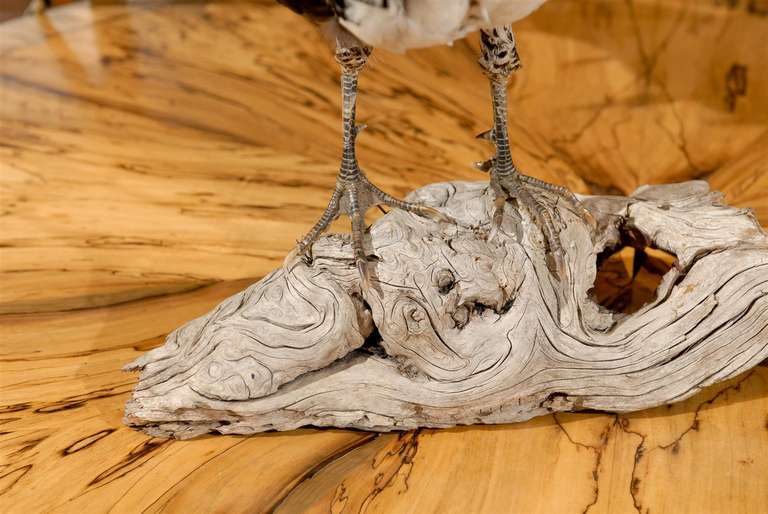 20th Century Lady Amherst Pheasant on Driftwood