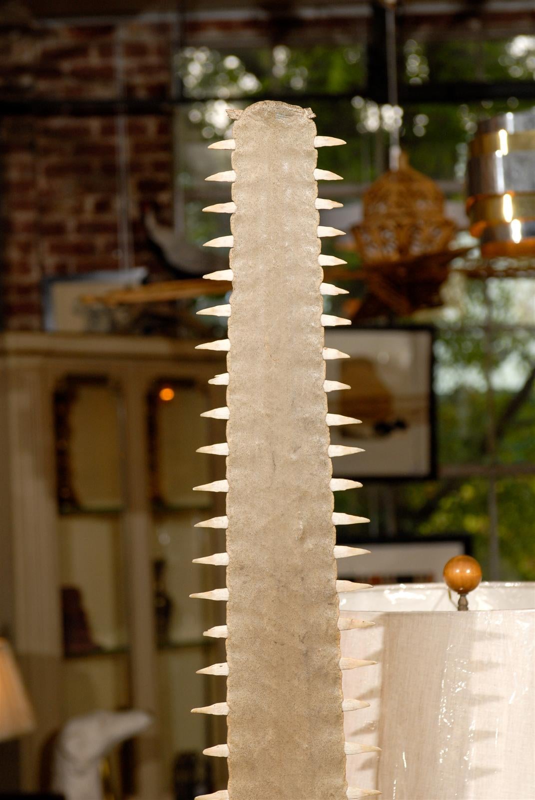 Mounted 19th Century Sawfish Rostrum at 1stDibs