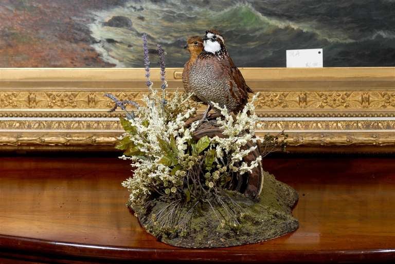 Country Quail Taxidermy Mount