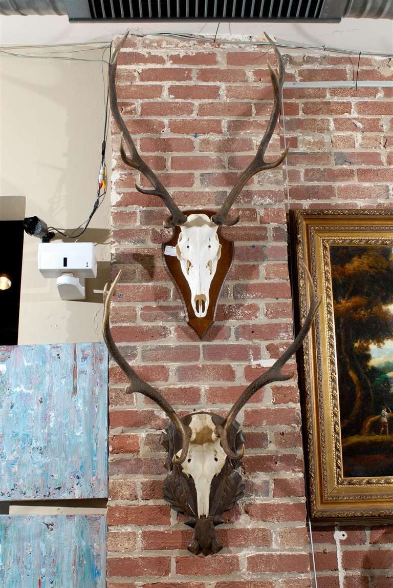Elk antler mounts on wooden plaques, one is simple and the other is a carved black forest plaque.  More are available.  Priced at $450 each.