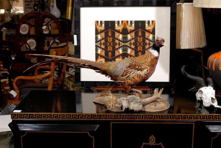 Mounted Taxidermy Pheasant on driftwood at 1stdibs