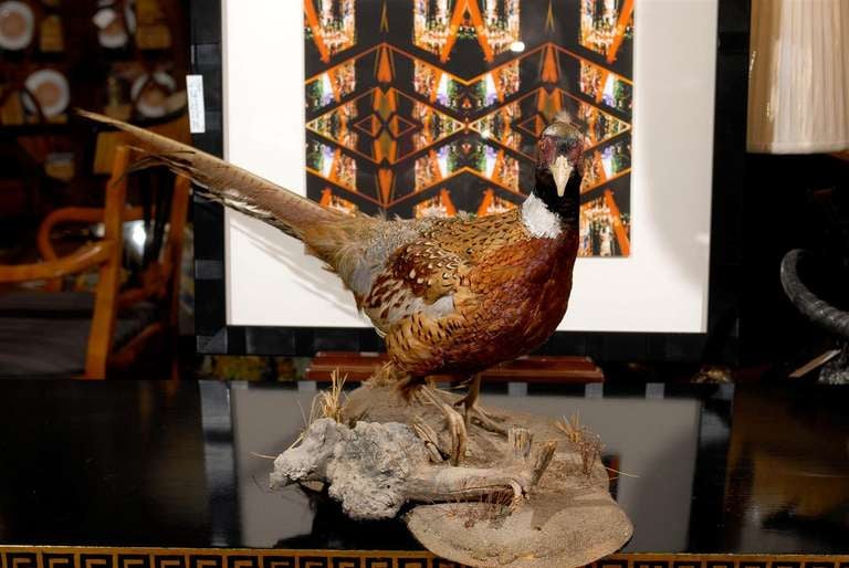 Mounted Taxidermy Pheasant on driftwood at 1stdibs