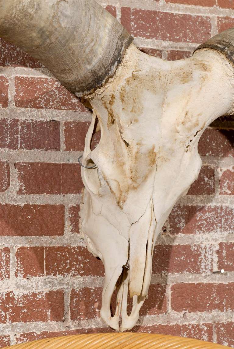 Large Watusi Skull and Horns with 51" Spread at 1stDibs watusi skull for sale, watusi skulls