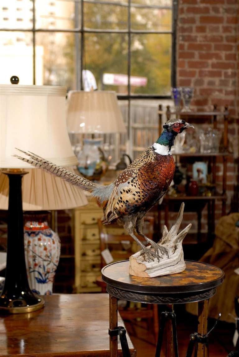20th Century vibrant pheasant taxidermy mount on driftwood.