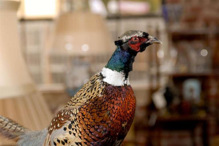 American Pheasant Taxidermy Mount on driftwood