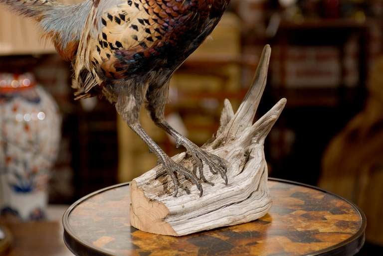 Feathers Pheasant Taxidermy Mount on driftwood