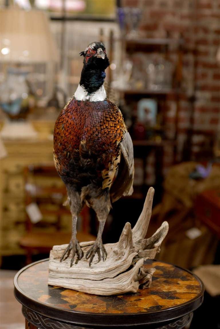 taxidermy quail lamp