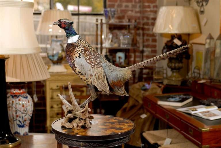 20th Century Pheasant Taxidermy Mount on driftwood