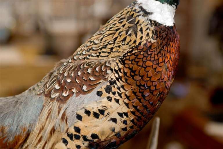 Pheasant Taxidermy Mount on driftwood In Excellent Condition In Atlanta, GA
