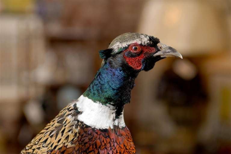 American Classical Pheasant Taxidermy Mount on driftwood