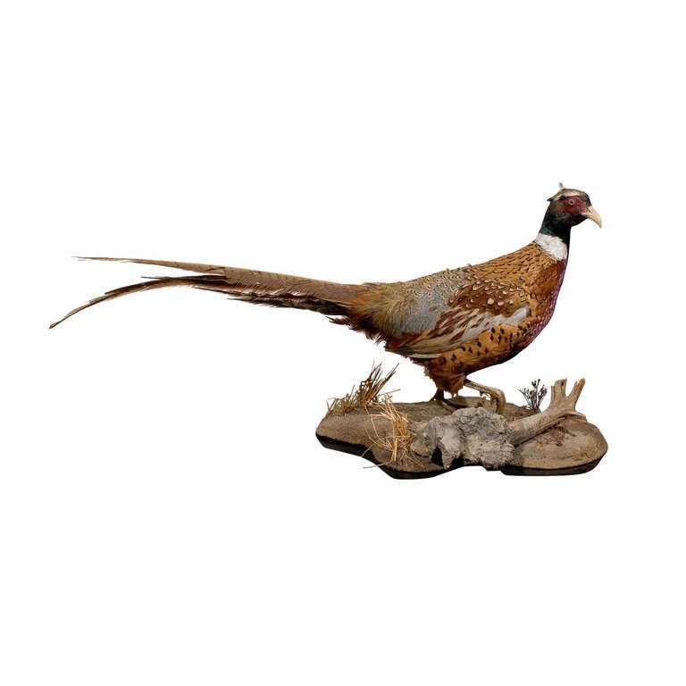 Mounted Taxidermy Pheasant on driftwood at 1stdibs