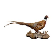 Mounted Taxidermy Pheasant on driftwood