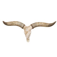 Large Watusi Skull and Horns with 51" Spread