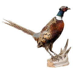 Pheasant Taxidermy Mount on driftwood