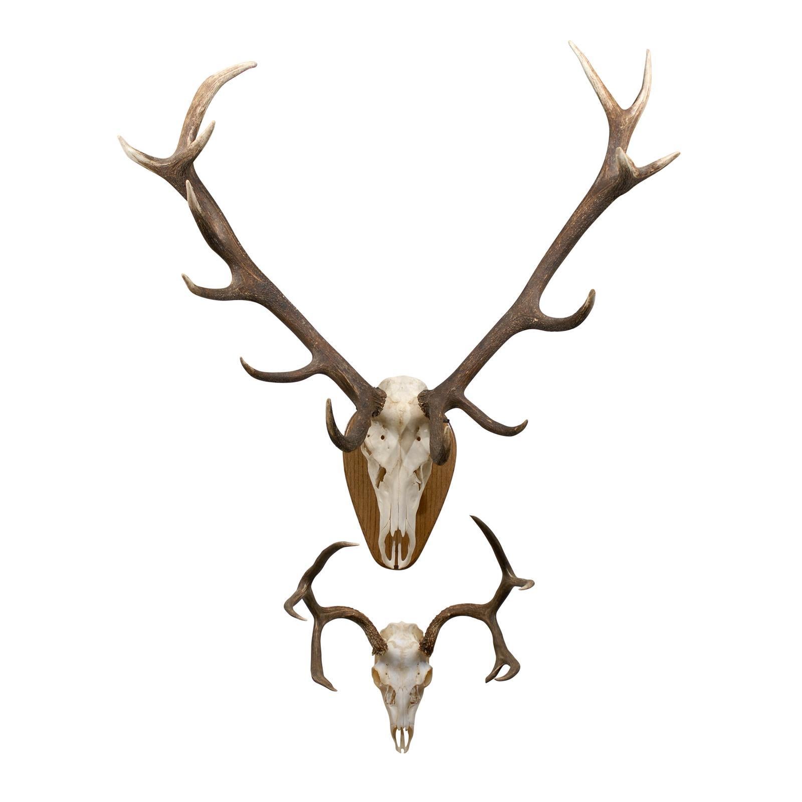 Large Elk Anter Mount on Plaque and White Tail Deer Mount
