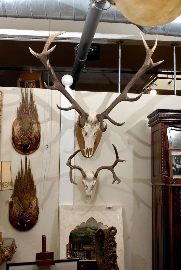deer shoulder mount wood plaque